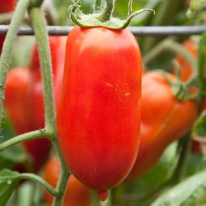 Tomato Oroma Roma - Saanich Organics