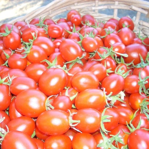 Tomato Principe Borghese - Good Earth Farms