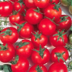 Tomato Principe Borghese - McKenzie Seeds