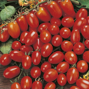 Tomato Principe Borghese - MF Seeds