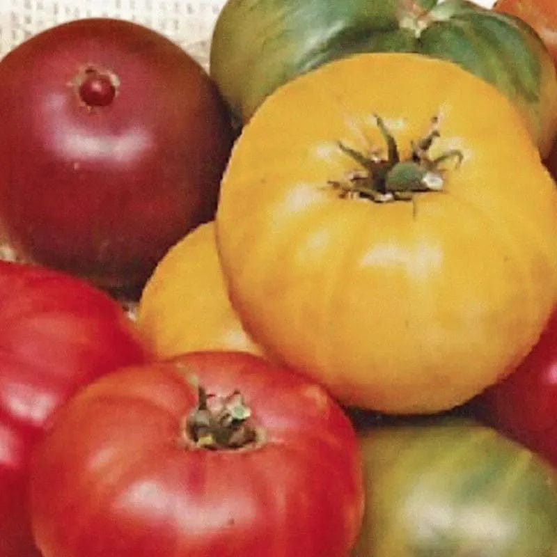 Tomato Rainbow Blend - McKenzie Seeds
