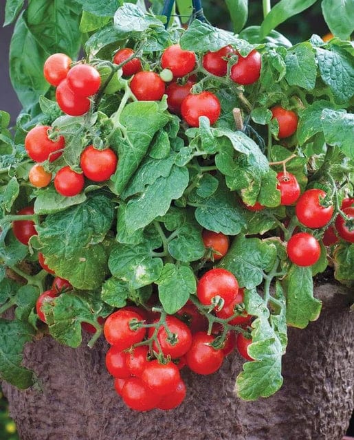 Tomato Red Robin - West Coast Seeds
