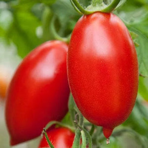 Tomato Roma Amish Paste - Saanich Organics Seeds