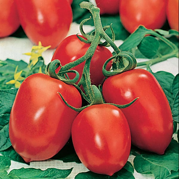 Tomato Roma Italian - Mr. Fothergill's Seeds