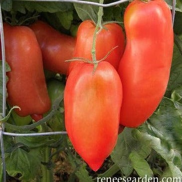 Tomato Roma Pompeii - Renee's Garden Seeds