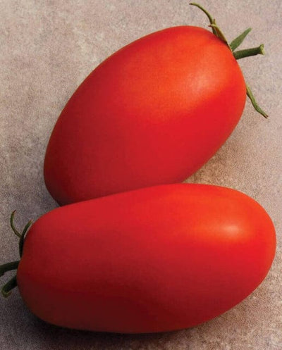 Tomato Roma Supremo - West Coast Seeds