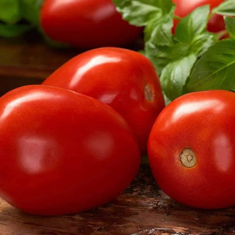 Tomato Roma VF - McKenzie Seeds