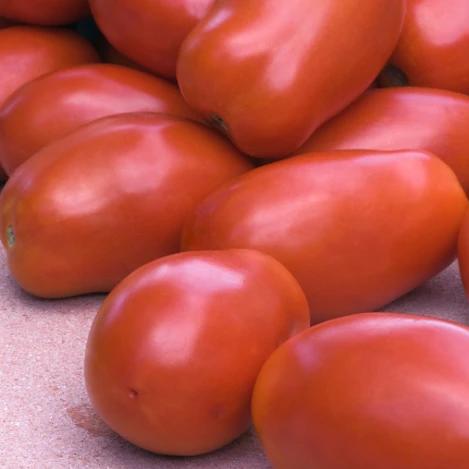 Tomato San Marzano - Aimer's Organic Seeds