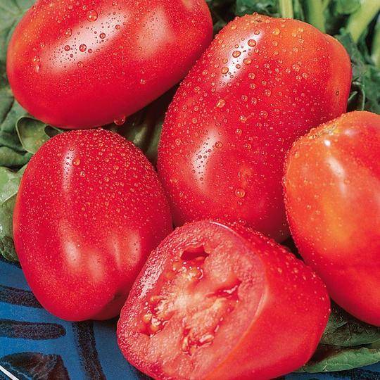 Tomato San Marzano - McKenzie Seeds