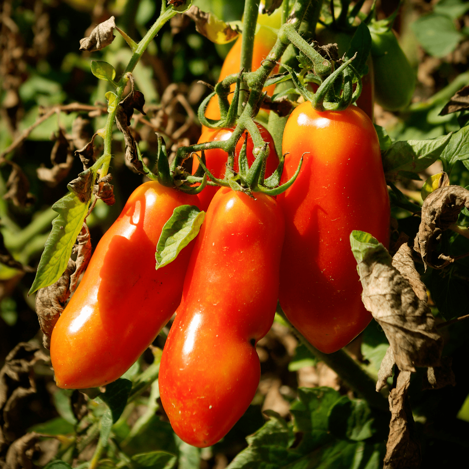 Tomato San Marzano - Salt Spring Seeds