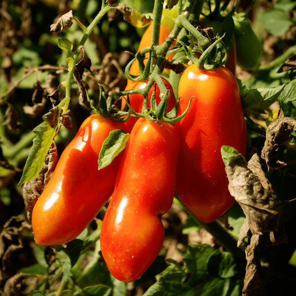 Tomato San Marzano - Salt Spring Seeds