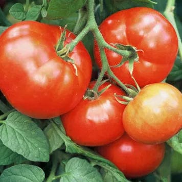 Tomato Siletz - Saanich Organics Seeds