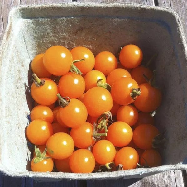 Tomato Soleil - Saanich Organics Seeds