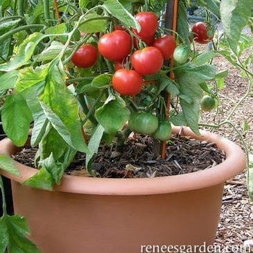 Tomato Stupice - Renee's Garden Seeds