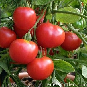 Tomato Stupice - Renee's Garden Seeds