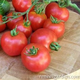 Tomato Stupice - Renee's Garden Seeds