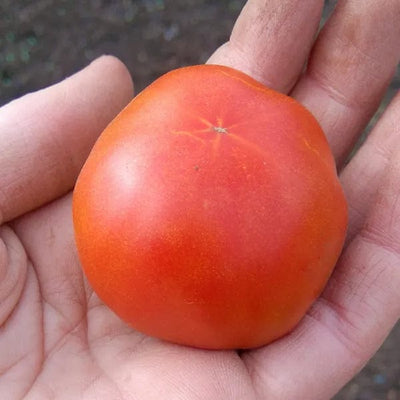 Tomato Stupice - Saanich Organics Seeds