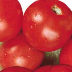Tomato Sub Arctic Plenty - McKenzie Seeds