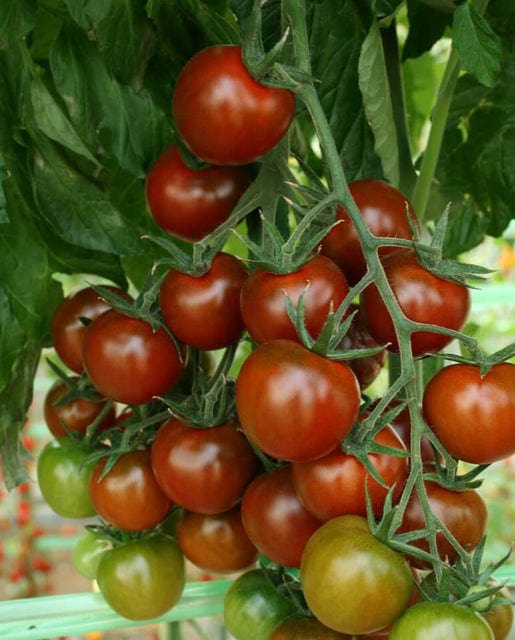 Tomato Sunchocola - West Coast Seeds