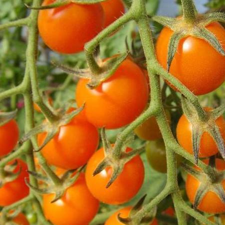 Tomato Sungold Cherry - West Coast Seeds