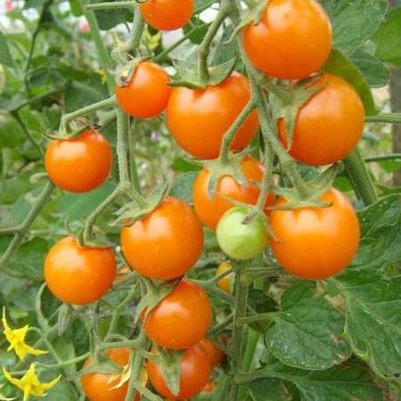 Tomato Sungold Cherry - West Coast Seeds