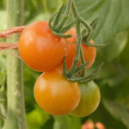 Tomato Sungold Cherry - West Coast Seeds