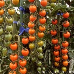 Tomato Sungold - Renee's Garden Seeds