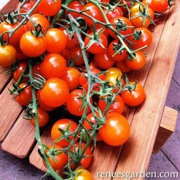 Tomato Sungold - Renee's Garden Seeds