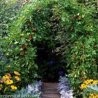 Tomato Sungold - Renee's Garden Seeds