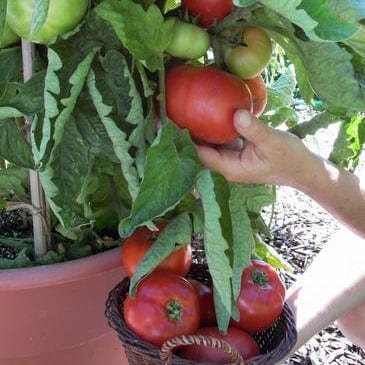 Tomato Super Bush - Renee's Garden Seeds