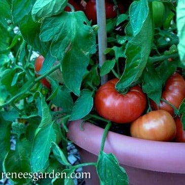 Tomato Super Bush - Renee's Garden Seeds