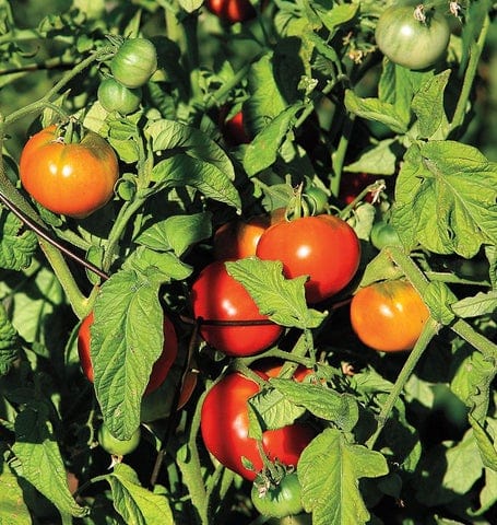 Tomato Super Fantastic - West Coast Seeds