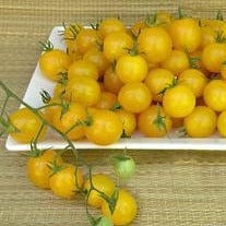 Tomato Sweet Gold F1 - Renee's Garden Seeds