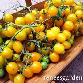 Tomato Sweet Gold F1 - Renee's Garden Seeds