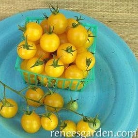 Tomato Sweet Gold F1 - Renee's Garden Seeds