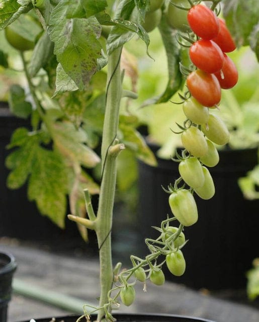 Tomato Sweet Hearts Grape - West Coast Seeds