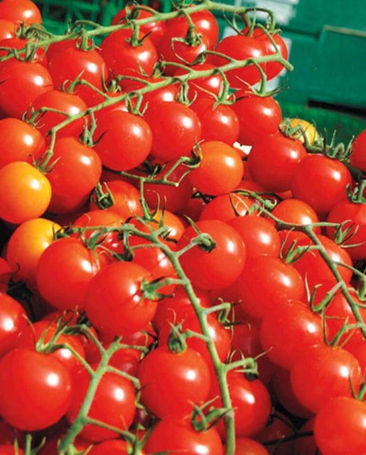 Tomato Sweet Million - West Coast Seeds