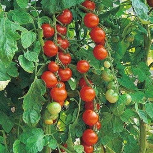 Tomato Sweetie - Saanich Organics 