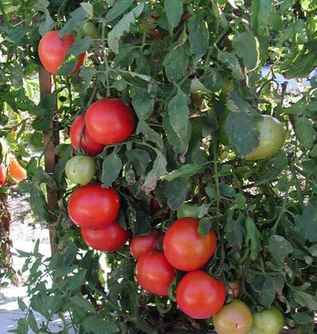 Tomato Tasti-Lee - West Coast Seeds