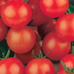 Tomato Tiny Tim - McKenzie Seeds
