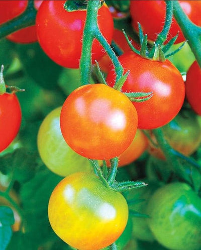 Tomato Tumbler - West Coast Seeds