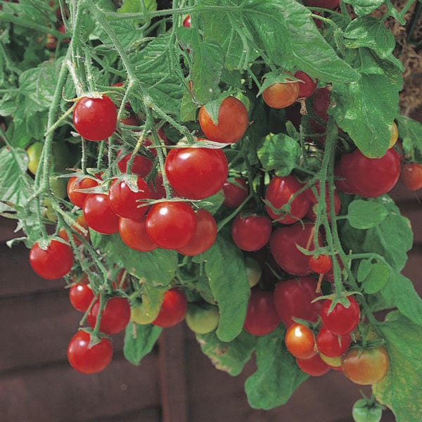 Tomato Tumbling Tom Red - Mr. Fothergill's Seeds