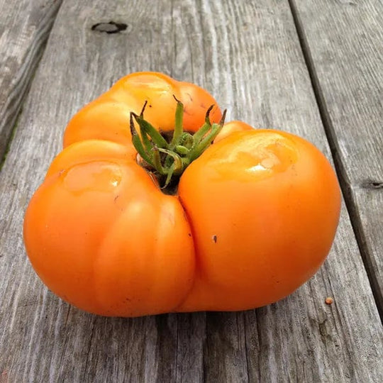 Tomato Yellow Brandywine - Saanich Organics Seeds