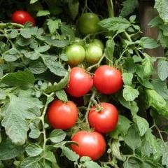 Tomatoes Crimson Camello - Renee's Garden 