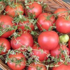 Tomatoes Crimson Camello - Renee's Garden 