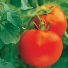 Tomatoes Crimson Camello - Renee's Garden 