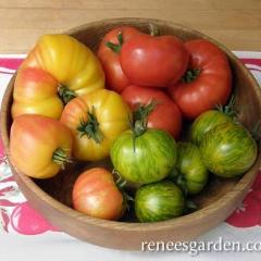 Tomatoes Rainbow's End - Renee's Garden
