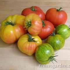 Tomatoes Rainbow's End - Renee's Garden