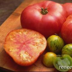 Tomatoes Rainbow's End - Renee's Garden