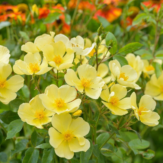 Tottering By Gently - David Austin Rose Grafted